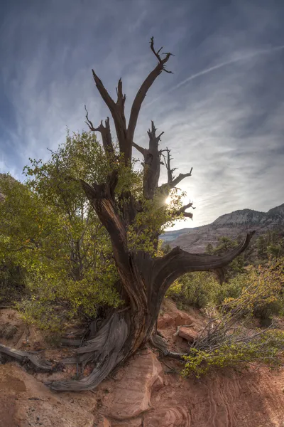 Zion-Nationalpark toter Baum — Stockfoto