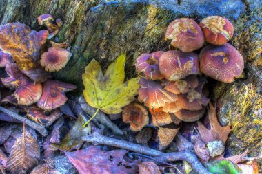 central Park'ta sonbahar