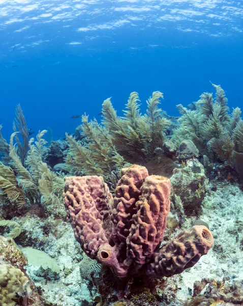 Aplysina archeri,stove pipe sponge — Stock Photo, Image