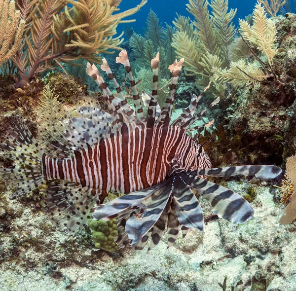De gewone koraalduivel (pterois volitans) — Stockfoto