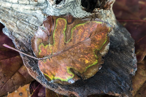 Autumn poplar leaf — Stock Photo, Image