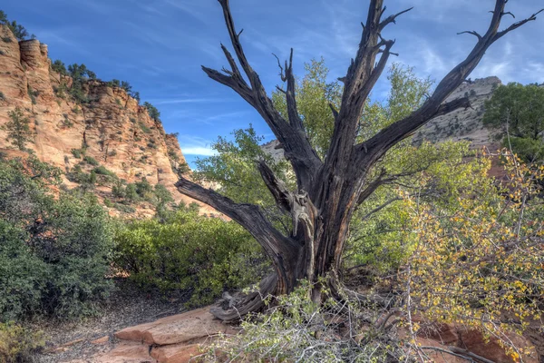 Zion-Nationalpark toter Baum — Stockfoto