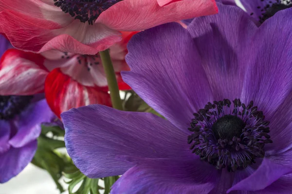 Cosmos plantes herbacées vivaces — Photo