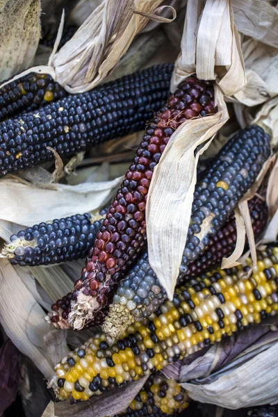 Indický kukuřice — Stock fotografie