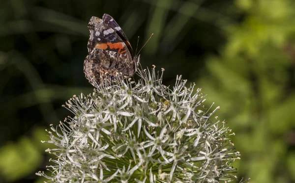 American Painted Lady butterly