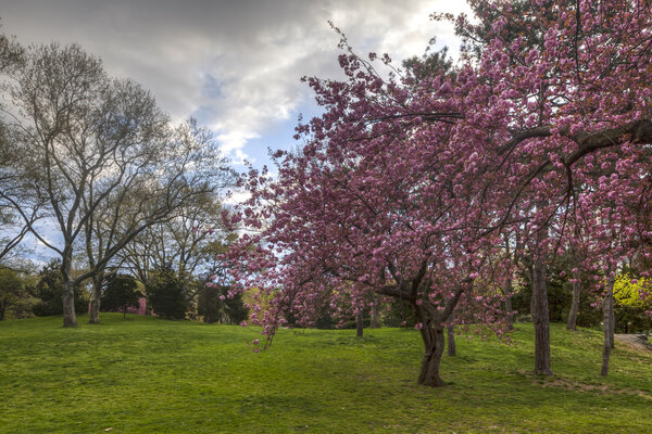 Central Park cherry trees