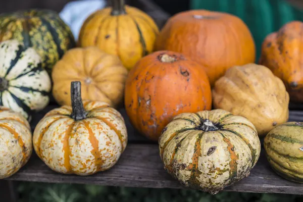 Pumpkins, grouds and Squash — Stock Photo, Image