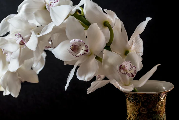 Orchidée à cymbidium — Photo