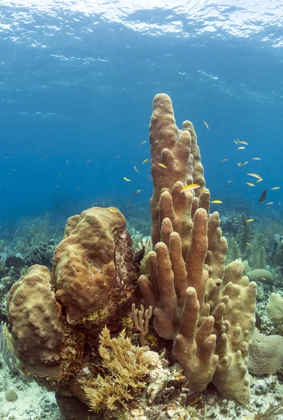 Pillér coral (Dendrogyra cylindricus) — Stock Fotó