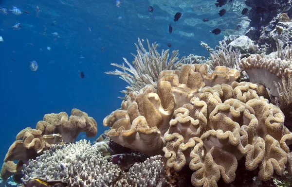 Korálový útes jižním Tichomoří — Stockfoto