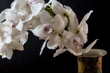 Cymbidium orkide