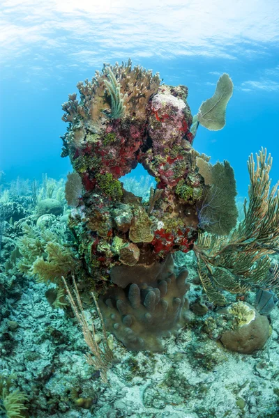 Barriera corallina — Foto Stock