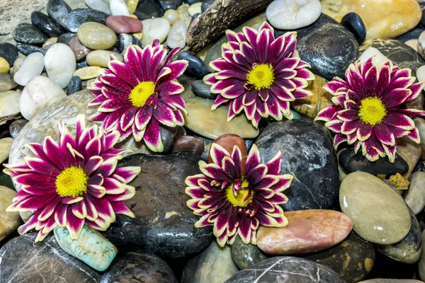 Fleurs d'aster sur les pierres — Photo