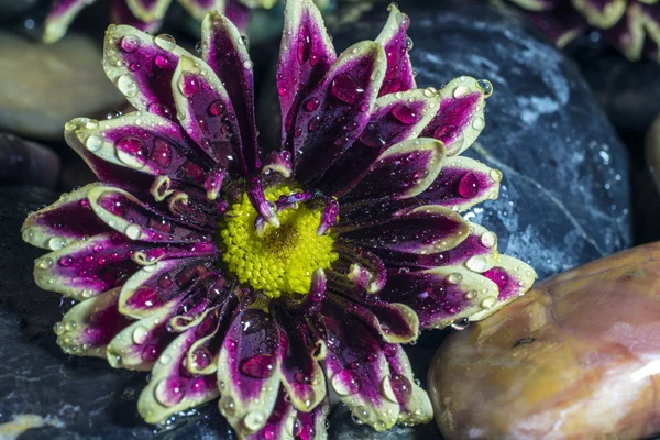 Aster flowers on stones — Stock Photo, Image