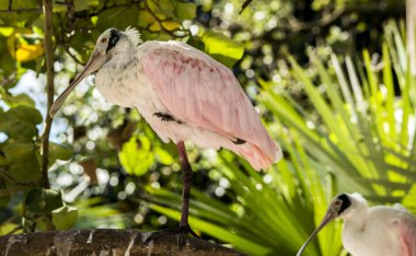 Pembe kaşıkçı (Platalea ajaja veya Ajaia ajaja):