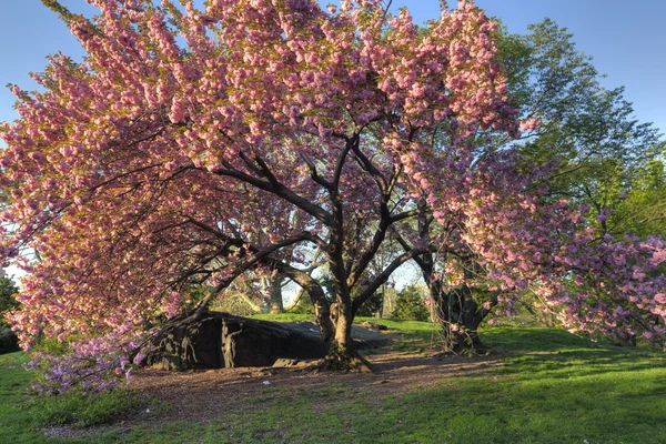 日本の桜、プルナスの serrulata — ストック写真