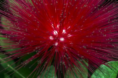 şişe fırça, callistemon