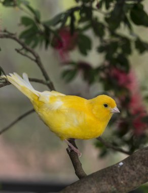 Kanarya, (serinus canaria domestica