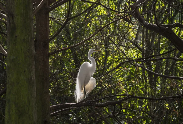 Snowy Egret (Egretta thula) — Stock Photo, Image