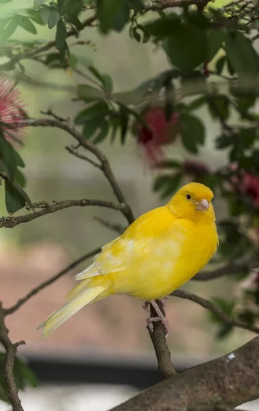 Kanarya, (serinus canaria domestica — Stok fotoğraf