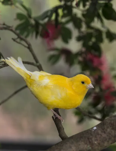 Canário, (Serinus canaria domestica — Fotografia de Stock