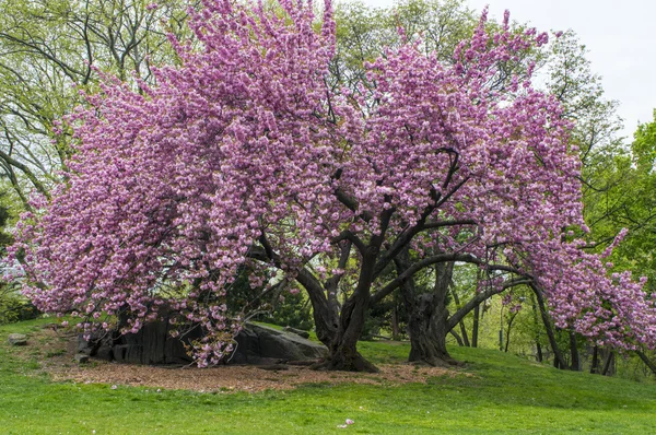 Prunus serrulata 'Kanzan' - Японская цветущая вишня — стоковое фото