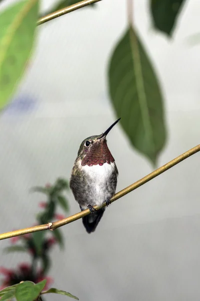 Colibrí de garganta rubí (Archilochus colubris) — Foto de Stock