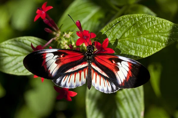 Heliconius метелик фортепіано ключ — стокове фото