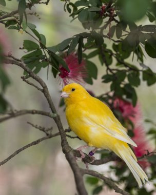 Kanarya, (serinus canaria domestica