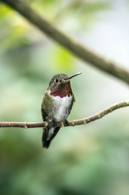 Kızıl sinek kuşu (Selasphorus rufus)