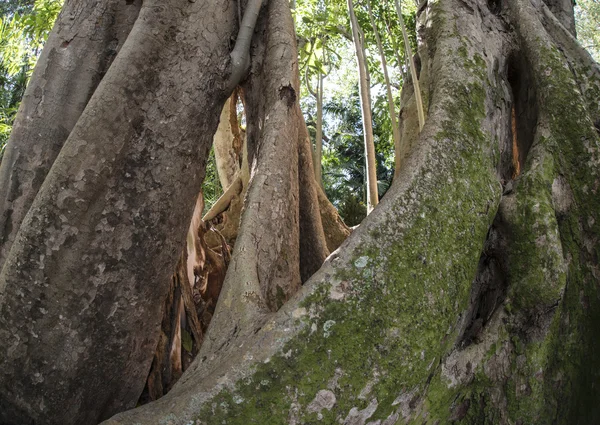 Ficus benghalensis, el árbol indio de Banyan — Foto de Stock