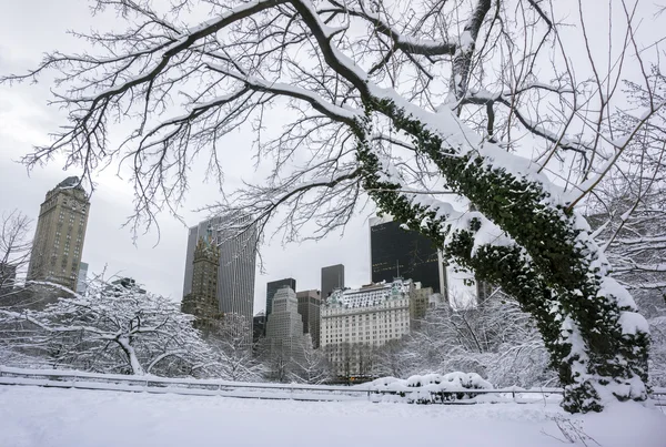 中央公園の冬 — ストック写真