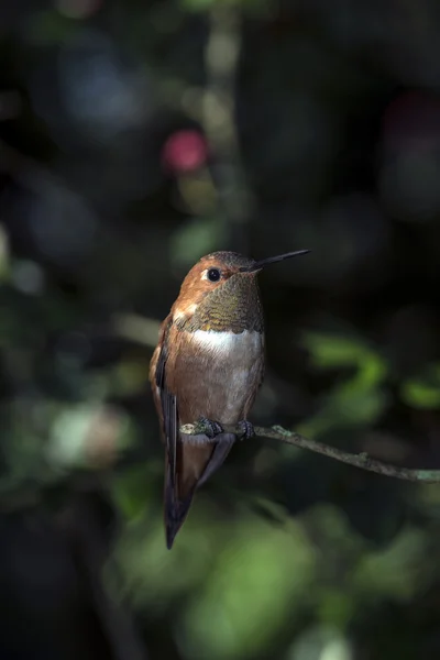 Καστανοκοκκινωπός Hummingbird (Selasphorus rufus) — Φωτογραφία Αρχείου