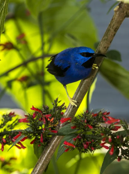 The Yellow-legged honeycreeper — Stock Photo, Image