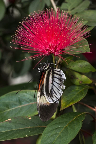 Pianoforte chiave Heliconius Butterfly — Foto Stock