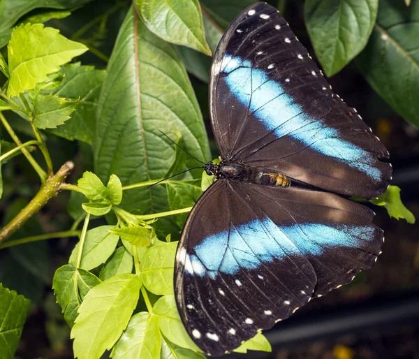 アキレス モルフォ ブルーの縞モルフォ蝶 — ストック写真