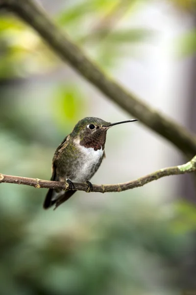 Rufous 벌 새 (Selasphorus 루 퍼스) — 스톡 사진