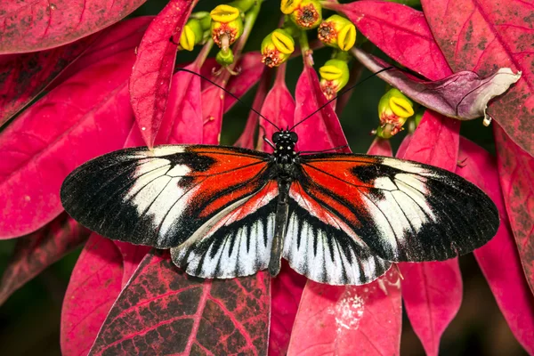 Klavírní klíčové heliconius motýlů — Stock fotografie