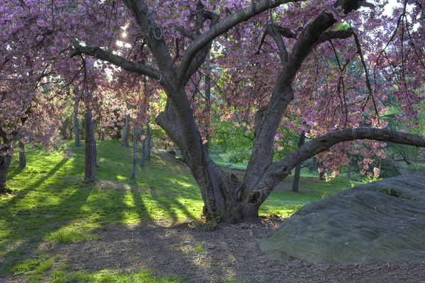 Japanska körsbär, prunus serrulata — Stockfoto