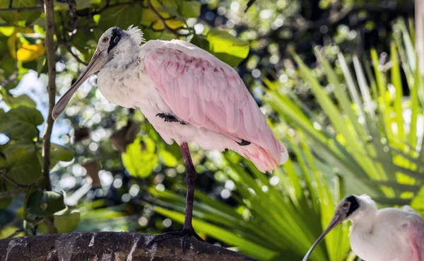 Colher de rosas (Platalea ajaja ou Ajaia ajaja ): — Fotografia de Stock