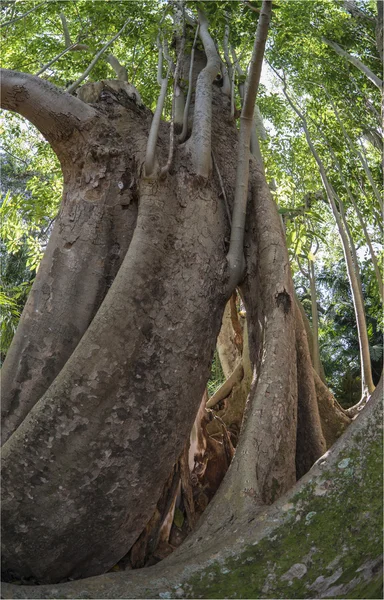 Ficus benghalensis, the Indian Banyan tree — Stock Photo, Image