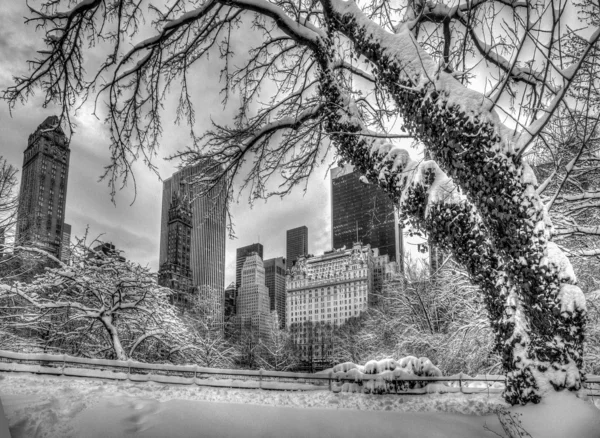 Central Park hiver — Photo
