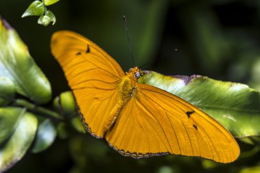 Julia Longwing (Dryas Iulia) kelebek