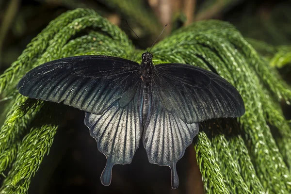 Великий мормон (Papilio memnon ) — стоковое фото