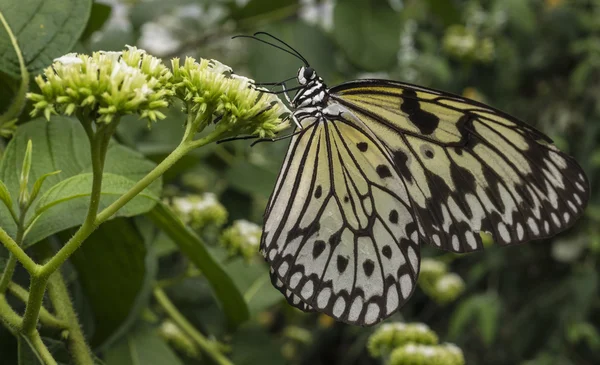 Malabar La nymphe des arbres ou Malabar — Photo