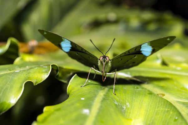 Yeşil up (N. aglaura) kelebek — Stok fotoğraf