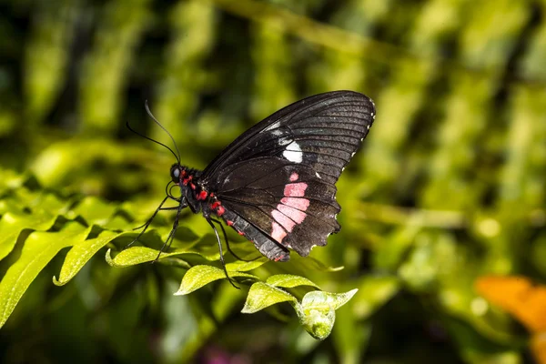 Κοινή πεταλούδα αυξήθηκε longwing — Φωτογραφία Αρχείου