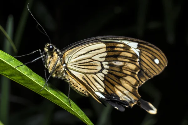 BuPapilio dardanus (o rabo de andorinha africano, borboleta — Fotografia de Stock