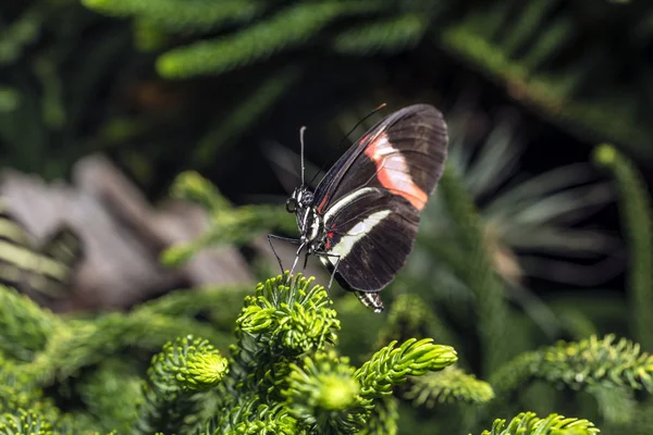 Longwing motýl — Stock fotografie