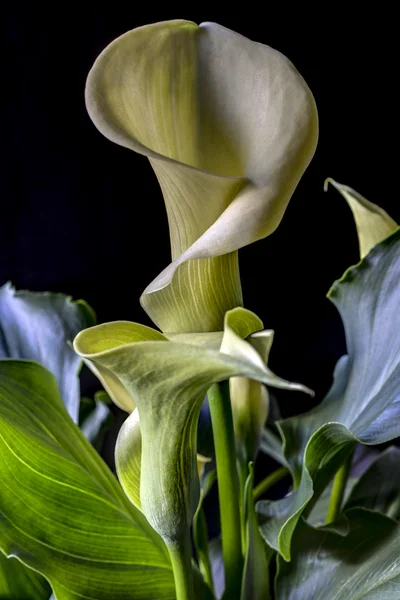 Calla Lily vagyok. — Stock Fotó